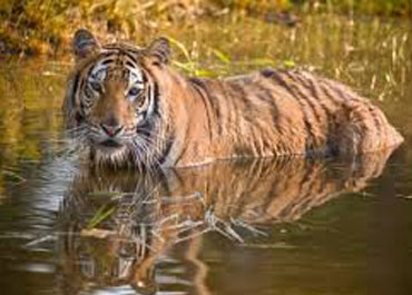 SUNDARBAN